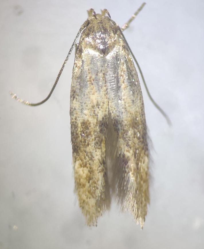 Mompha epilobiella