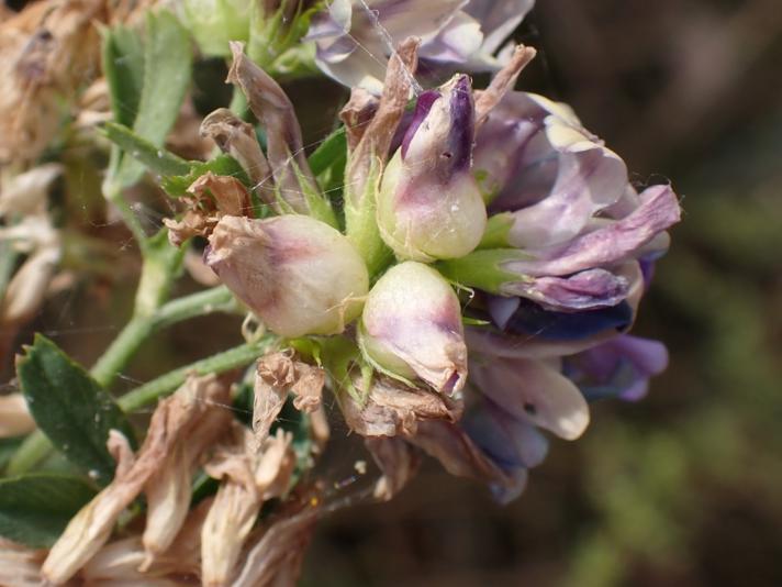 Lucerneblomstgalmyg