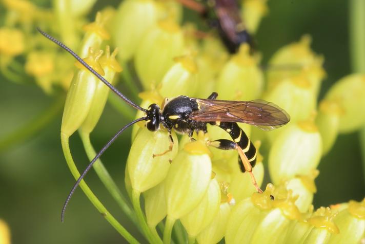 Gorytes laticinctus