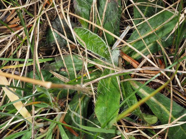 Pomerans-Høgeurt (Pilosella aurantiaca ssp. aurantiaca)