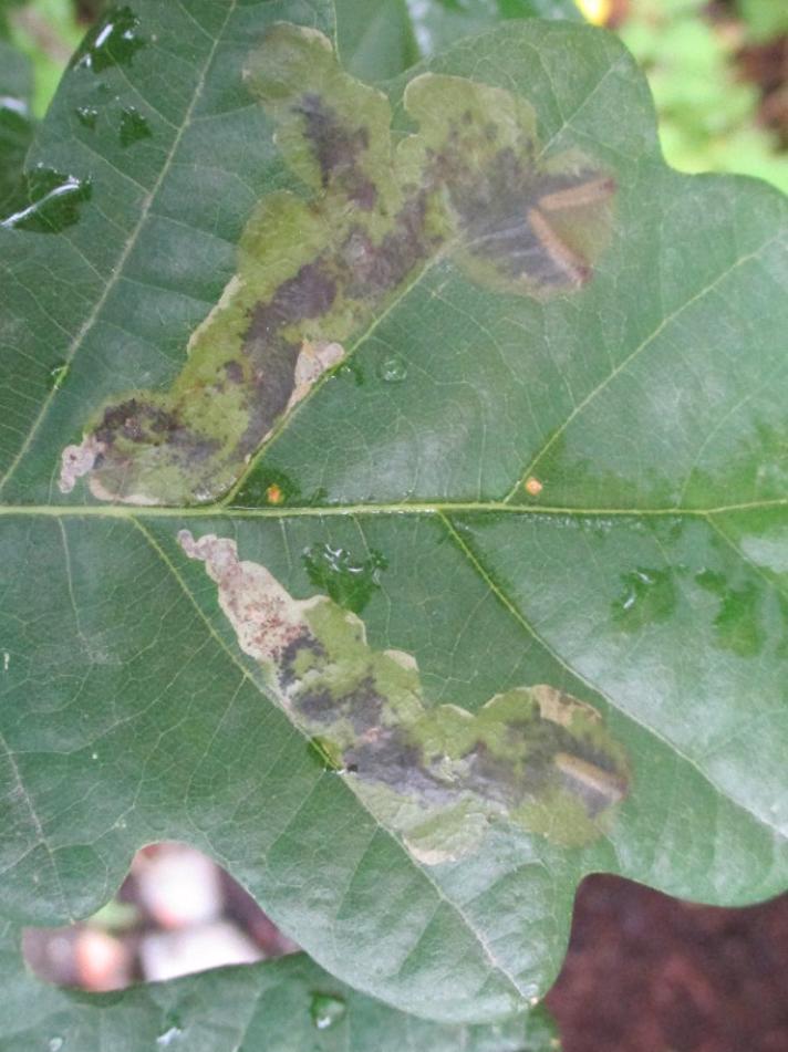 Egeminérbladhveps (Profenusa pygmaea)