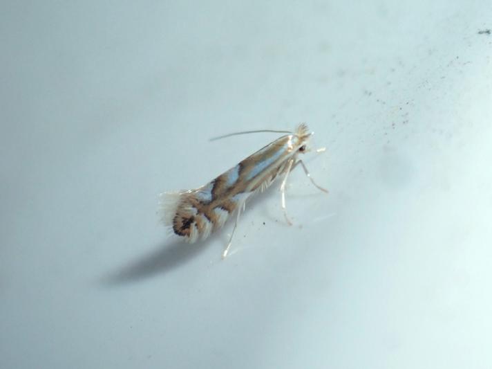 Phyllonorycter maestingella