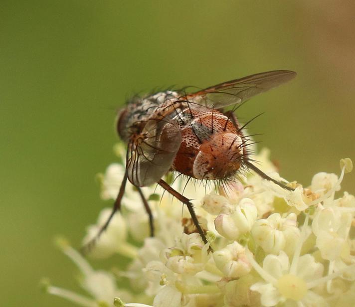 Linnaemya vulpina