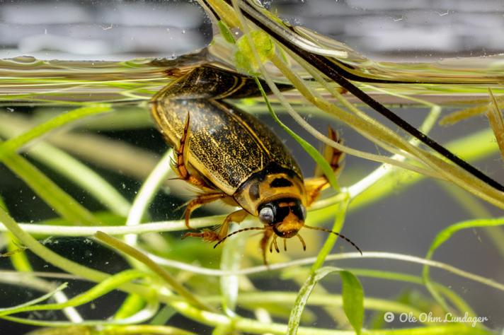 Rhantus frontalis