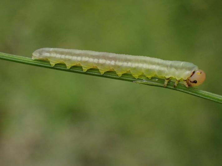 Dolerus eversmanni