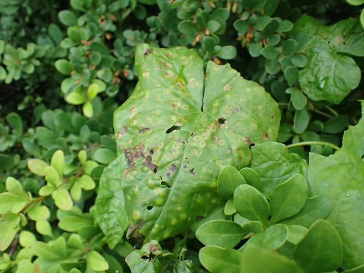 Puccinia polygoni-amphibii var. convolvuli