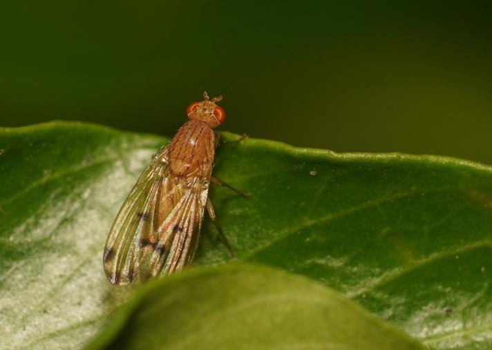 Lyciella decempunctata