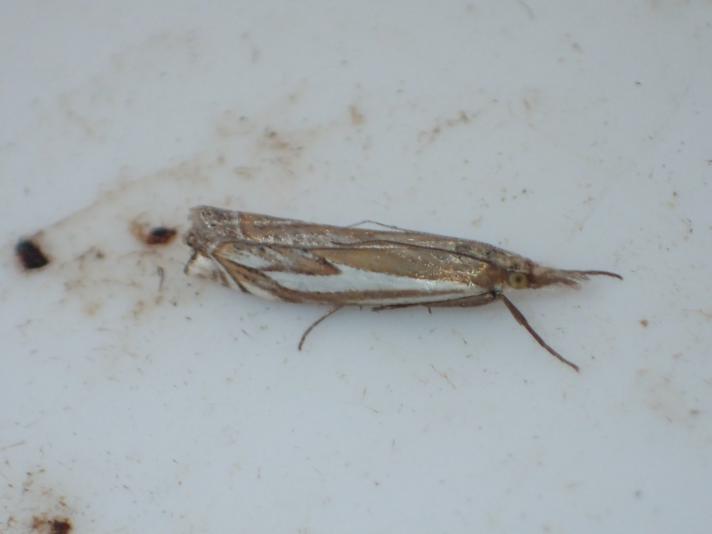 Crambus pratella