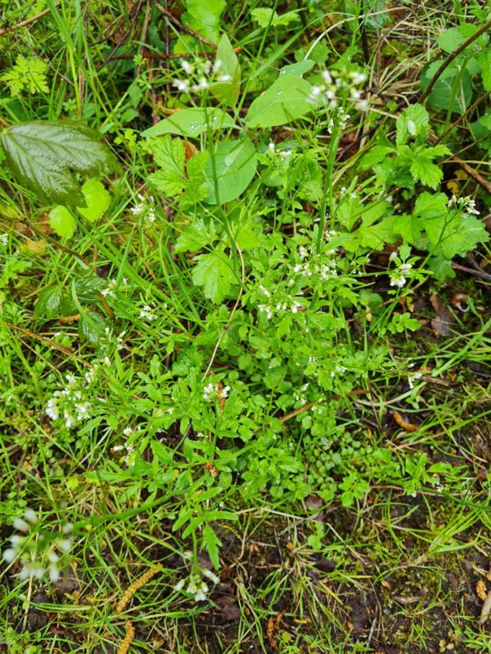 Skov-Springklap (Cardamine flexuosa)