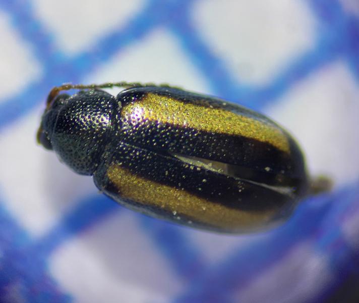 Gulstribet Kornjordloppe (Phyllotreta vittula)