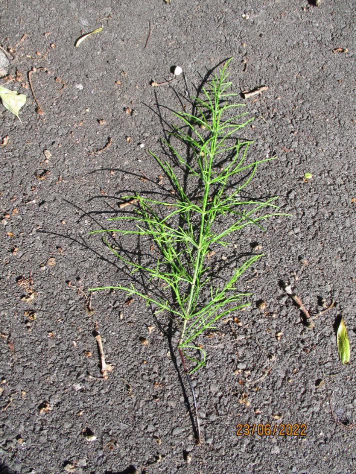 Skov-Padderok (Equisetum sylvaticum)