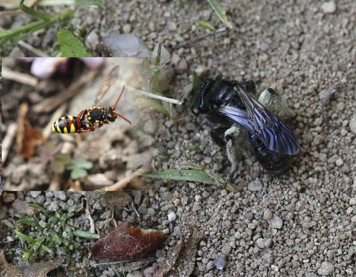 Nomada subcornuta