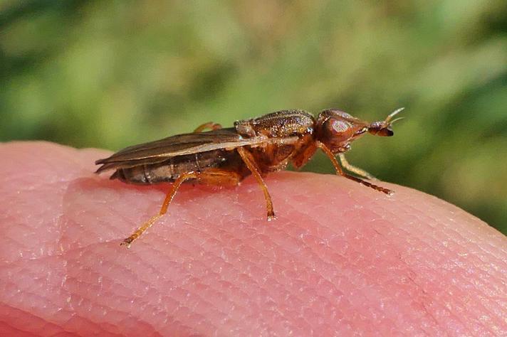 Platycephala planifrons