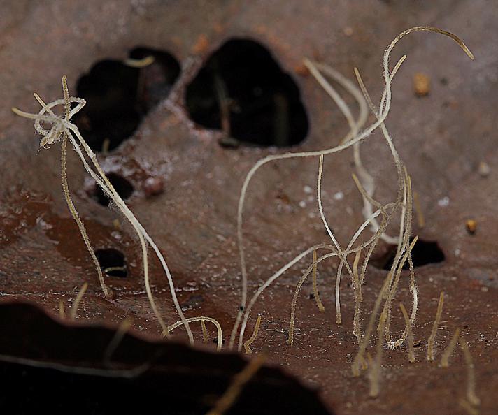 Trådagtig Køllesvamp (Macrotyphula juncea)