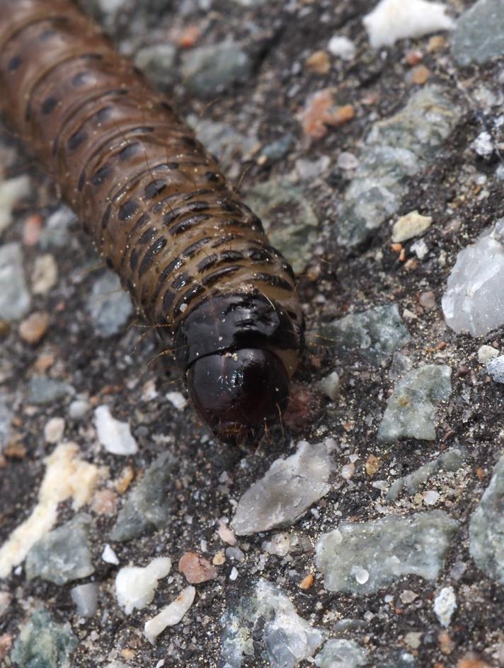 Apamea sp.