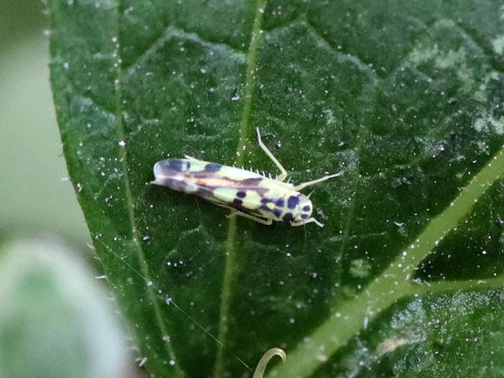 Eupteryx aurata