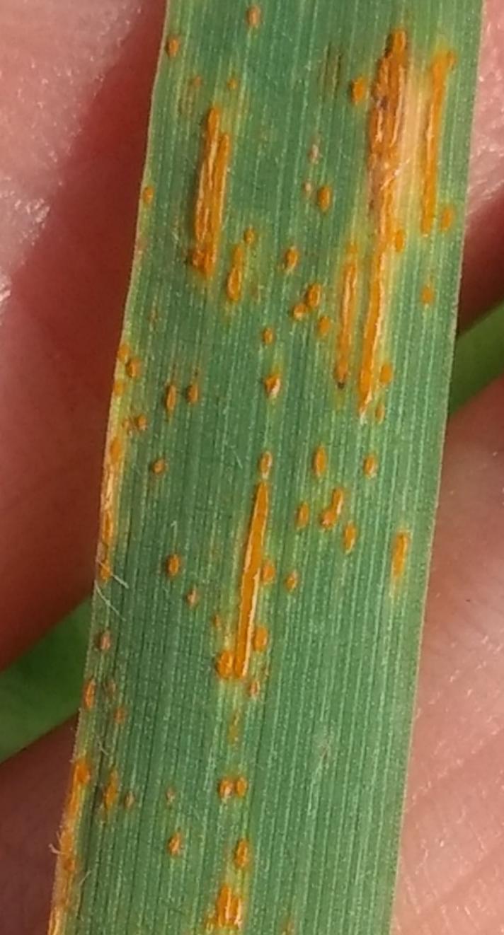 Puccinia sp.