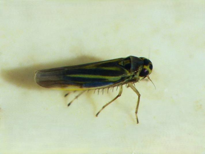 Eupteryx tenella