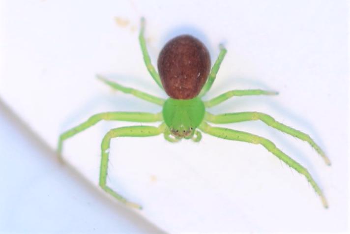 Grøn Krabbeedderkop (Diaea dorsata)