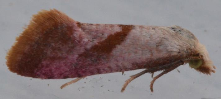 Blåhatvikler (Cochylis flaviciliana)