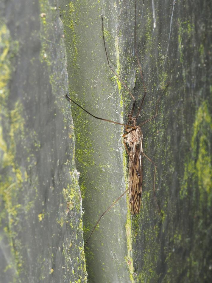 Tipula sp.