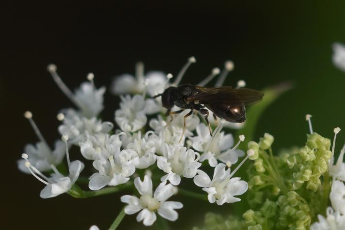 Køllesvirreflue sp.