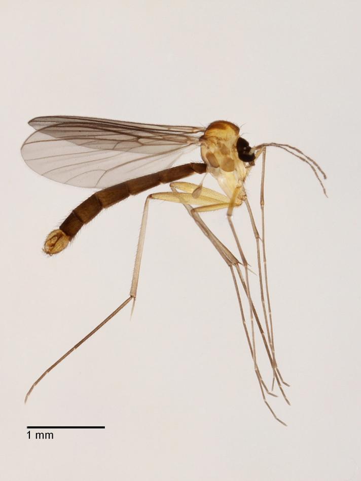 Coelophthinia thoracica