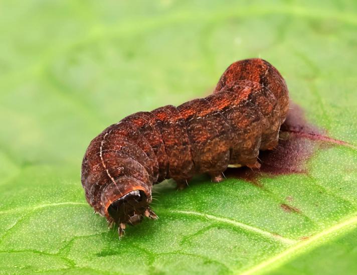 Rustugle (Rusina ferruginea)