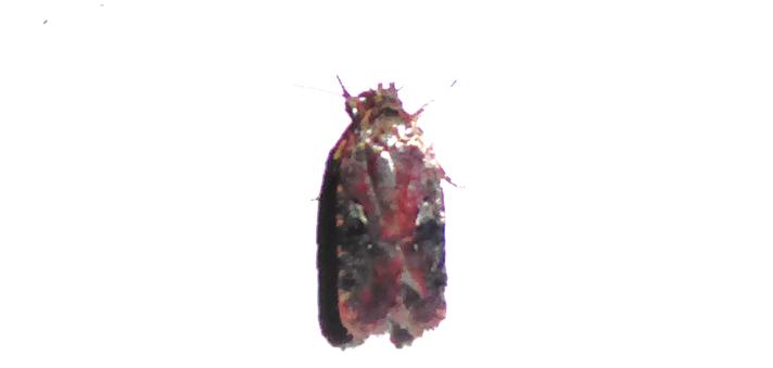 Agonopterix purpurea