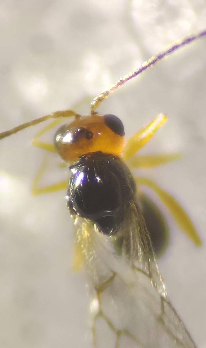 Alloxysta victrix