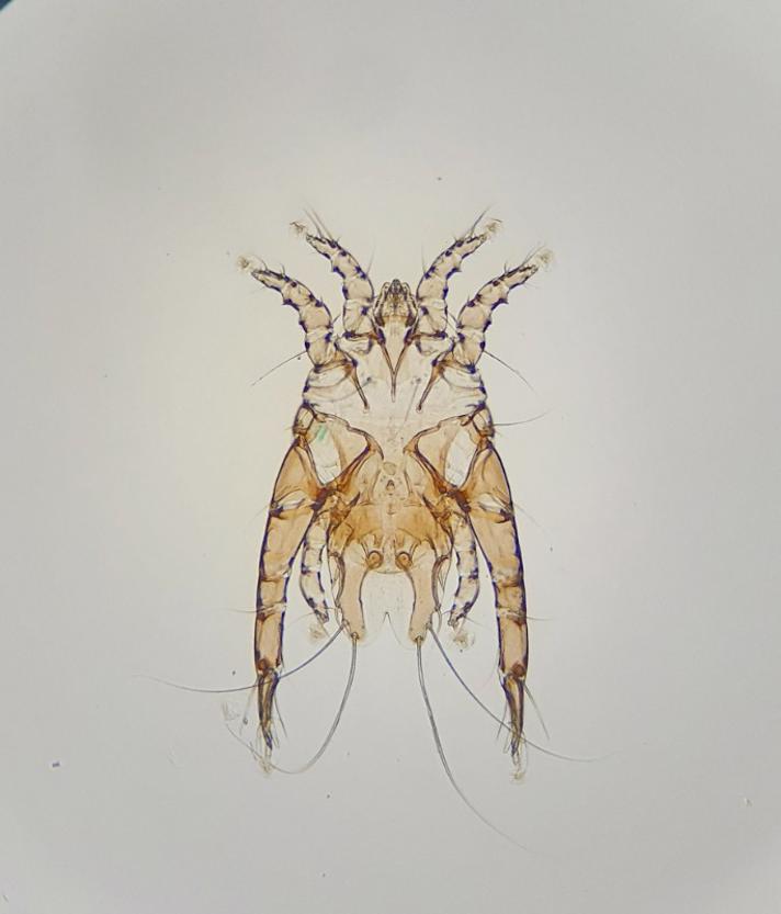 Scutomegninia phalacrocoracis