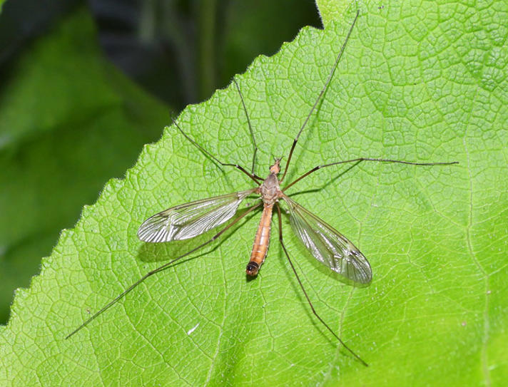 Tipula fascipennis