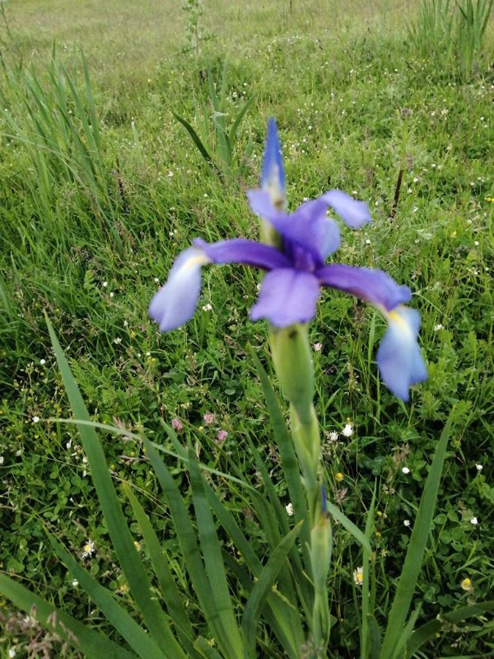 Blå Iris (Iris spuria)