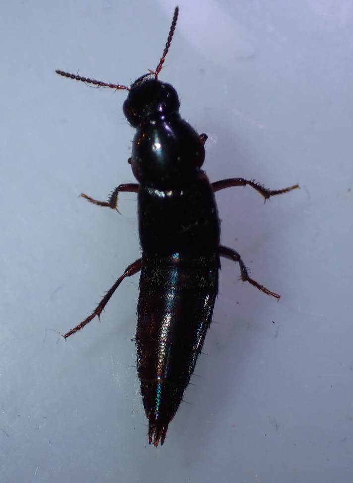 Quedius sp.