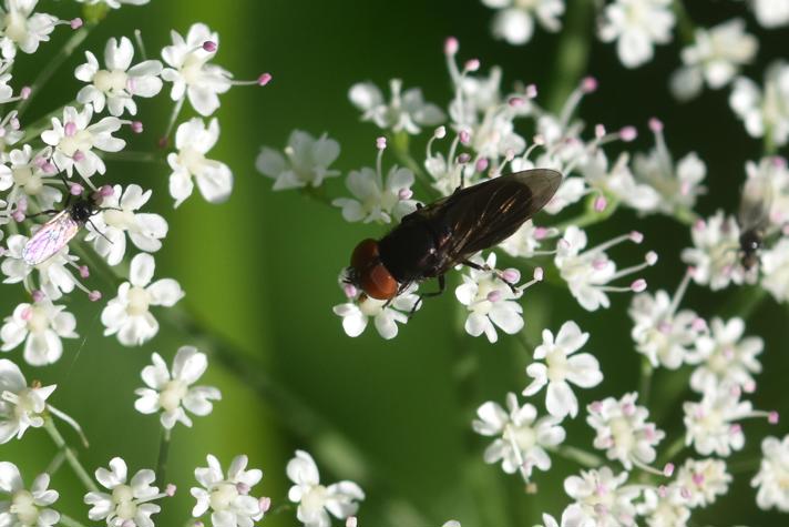 Sortvinget Engsvirreflue