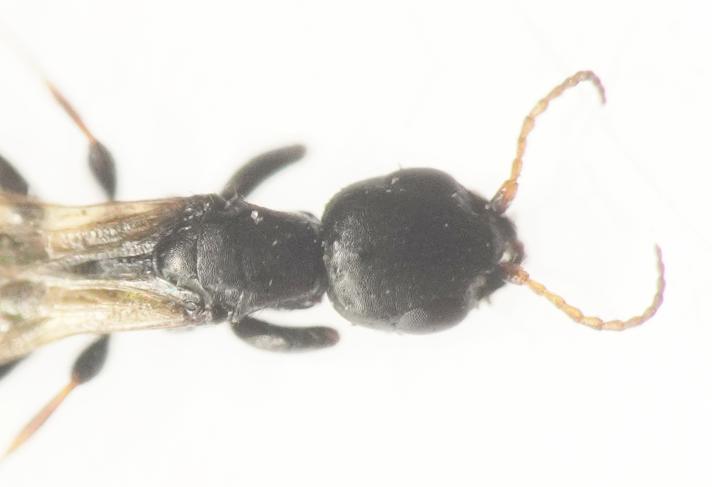 Bethylus cephalotes