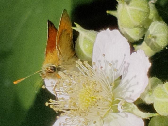 Skråstregbredpande (Thymelicus sylvestris)