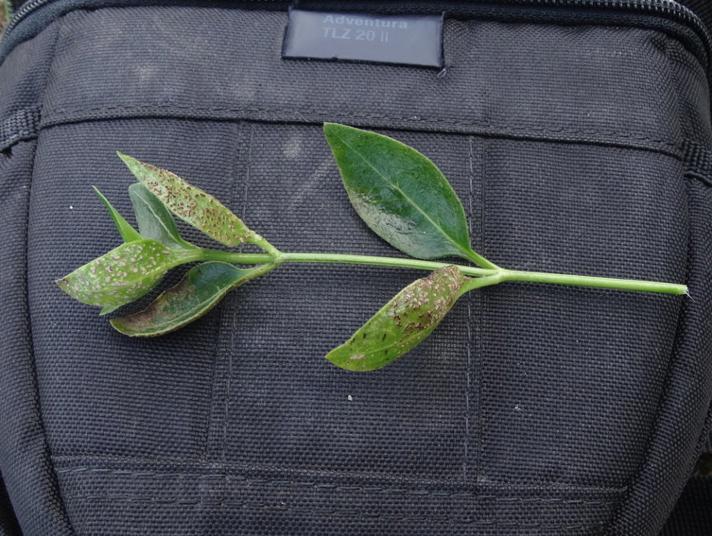 Puccinia vincae