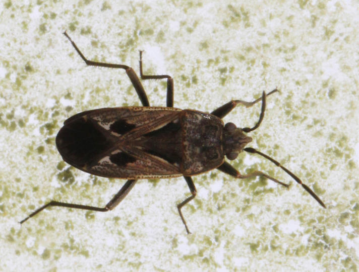 Trapezonotus sp. (Trapezonotus sp.)
