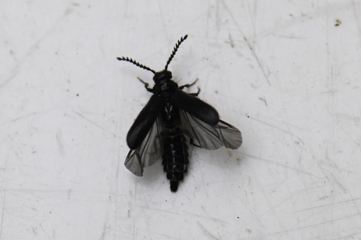 Snegleblødvinge (Drilus concolor)