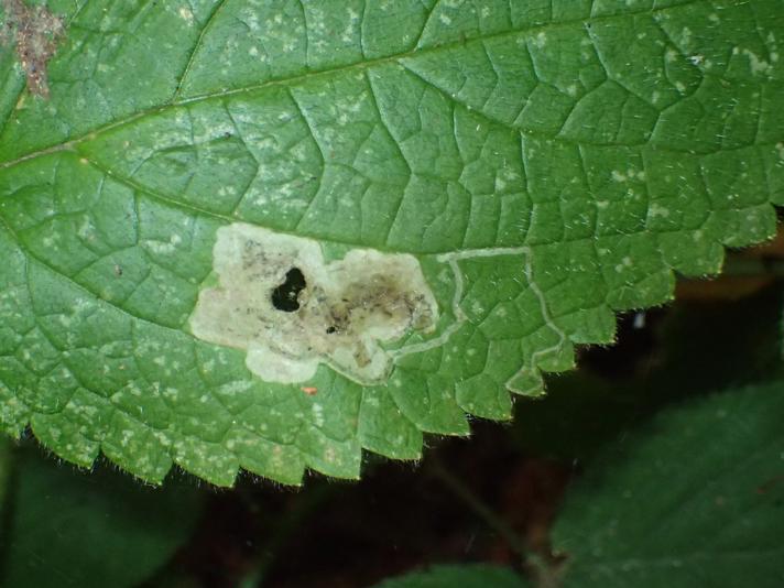 Amauromyza labiatarum (Amauromyza labiatarum)
