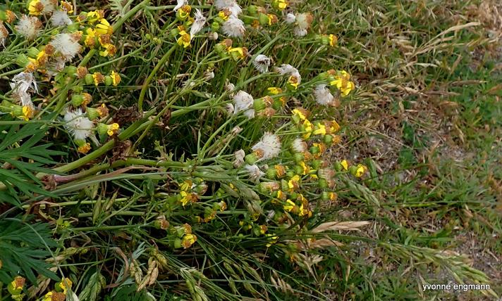 Brandbæger sp.