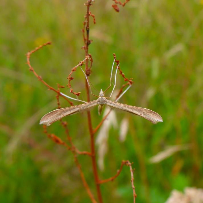 Stenoptilia pterodactyla