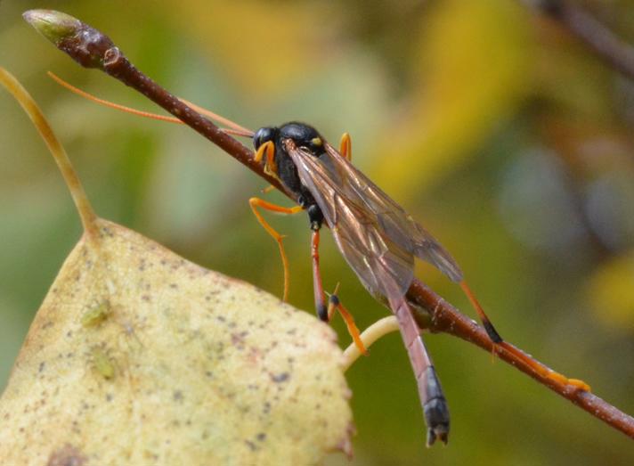 Therion sp.