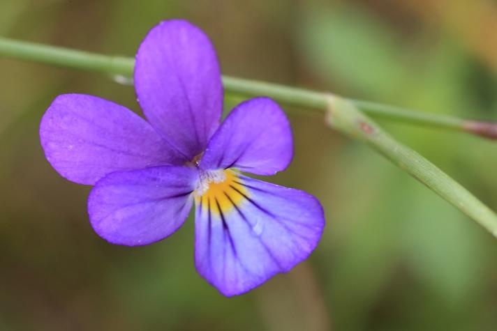 Stedmoderblomst