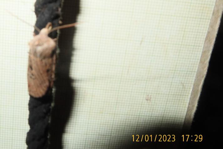 Sortmærket Overvintringsugle (Conistra rubiginosa)