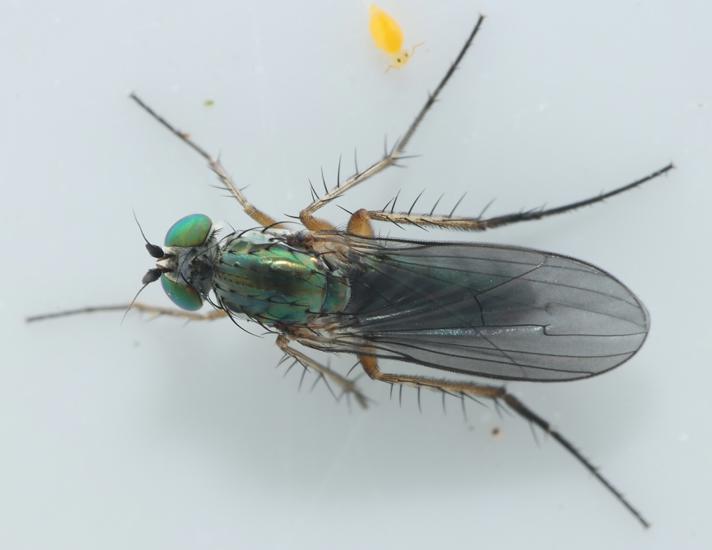 Dolichopus griseipennis