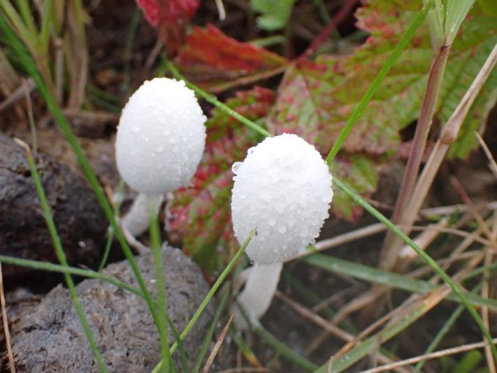 Snehvid Blækhat (Coprinopsis nivea)