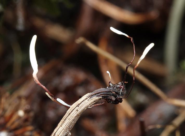Rødstokket Trådkølle (Typhula erythropus)
