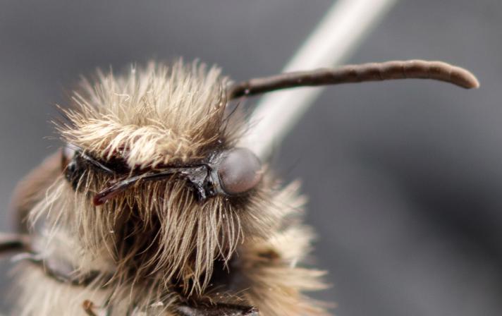 Andrena batava
